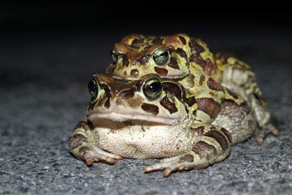 western leopard toads.JPG